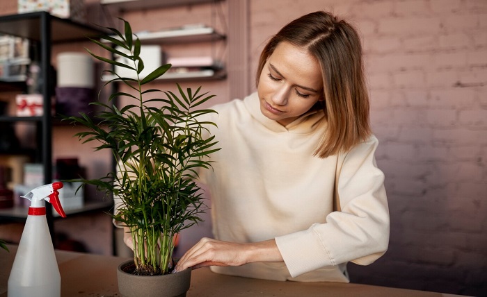 Artificial Trees for Indoor and Outdoor Settings: Enhancing Spaces with Custom Silk Plants Artificial Trees for Indoor and Outdoor Setting Enhancing Spaces with Custom Silk Plants
