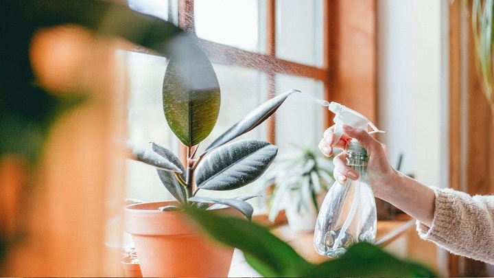 200 Captions for Plants: Let Your Greenery Shine! Captions for Plants