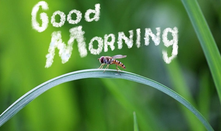 240+ Funny Good Morning Quotes to Brighten Your Morning Funny Good Morning Quotes to Brighten Your Morning