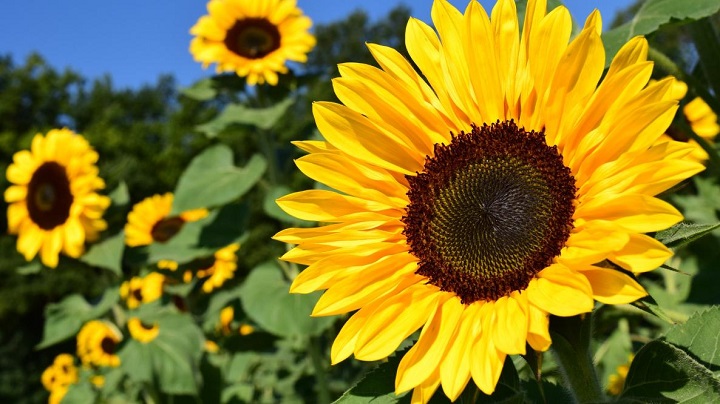 200 Sunflower Quotes to Brighten Your Day Sunflower Quotes to Brighten Your Day