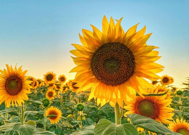 Sunflower Captions: Brighten Your Day with 250 Captivating Quotes Brighten Your Day with 250 Captivating Quotes