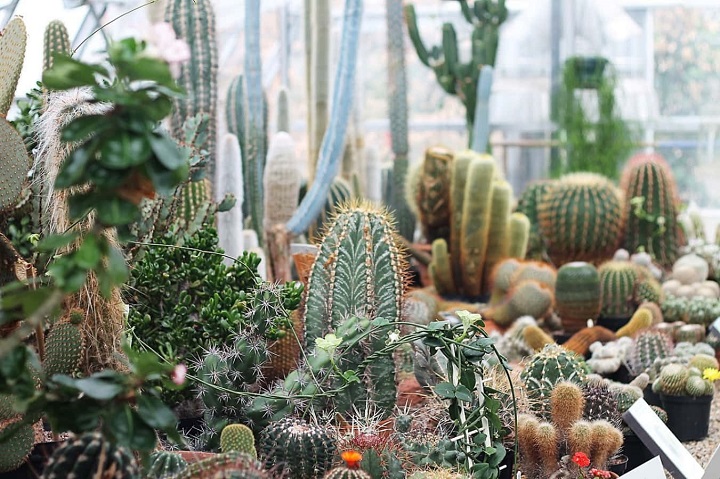 125+ Cactus Captions: Celebrating the Beauty of Resilience Cactus Captions