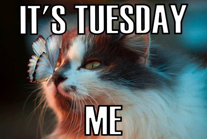 Positive and Humorous Tuesday Quotes to Brighten Your Day Humorous Tuesday Quotes