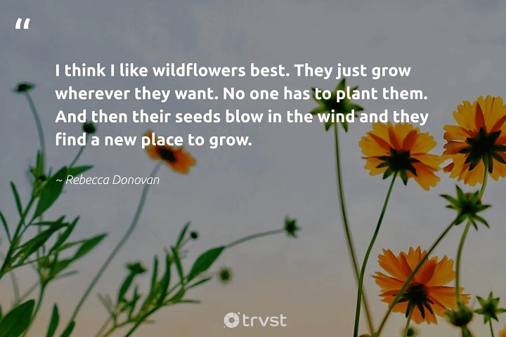 220+ Inspiring Wildflower Quotes to Celebrate Nature’s Delights Inspiring Wildflower Quotes