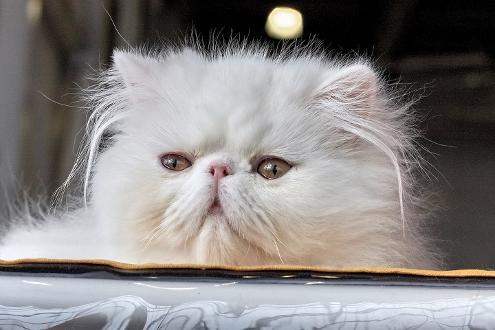 Purr-fectly Captivating: 250 Cat Captions for Instagram That Will Melt Your Heart Purr fectly Captivating