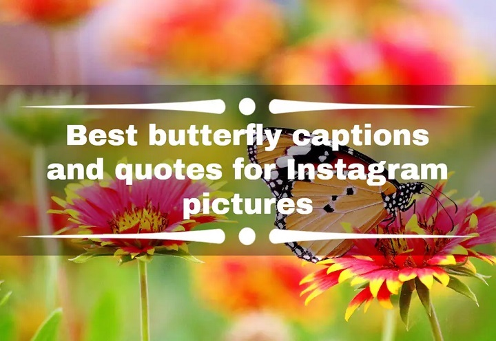 Butterfly Captions for Instagram: Fluttering Through the World of Social Media Butterfly Captions for Instagram Fluttering Through the World of Social Media