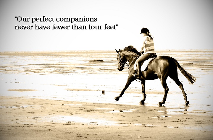 Unleashing the Power of Horse Captions: A Guide to Galloping Through Social Media Horse Captions