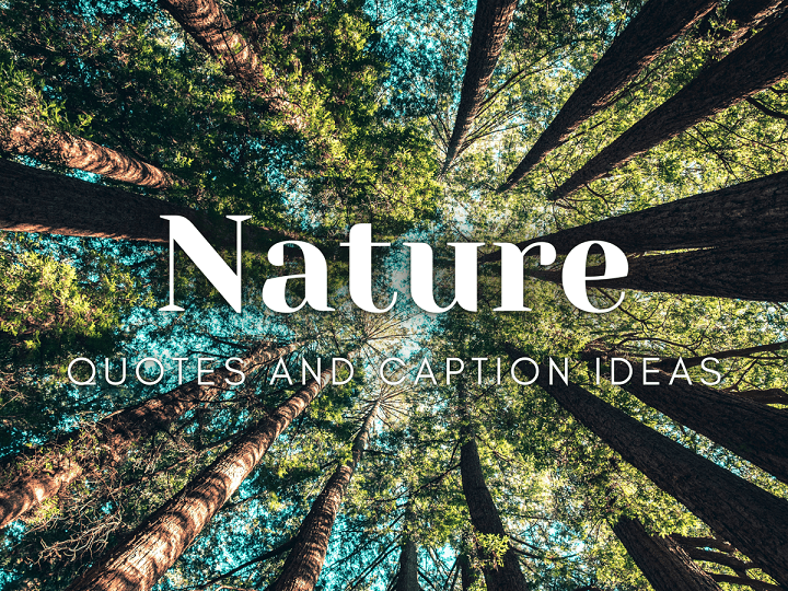 Rooted in Beauty: 50 Captivating Captions to Celebrate Trees nature quotes and caption ideas